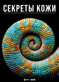Постер «Секреты кожи»