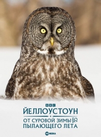 Постер «Йеллоустоун: От суровой зимы до пылающего лета»