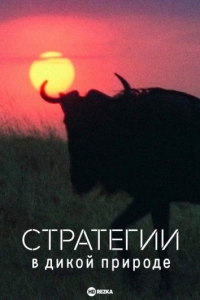 Постер «Стратегии в дикой природе»