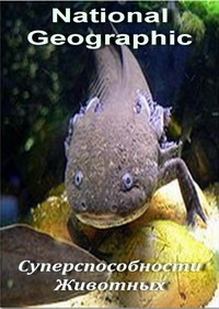 Постер «Суперспособности животных»